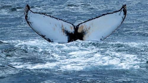 A Humpback Whale in Sea
