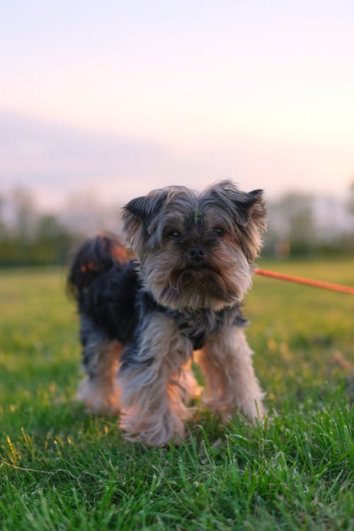 Close-up of a Cute Dog 