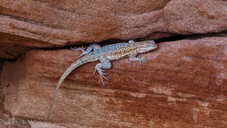 Lizard Trying To Hide In A Rock Crevice