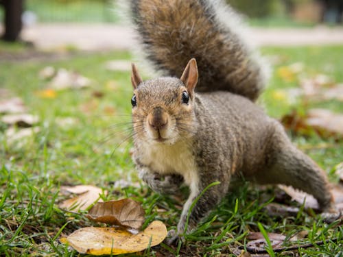 Squirrel in urban park - Wildlife in transition