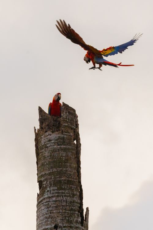 Free Vibrant scarlet macaws perched on a tall tree stump in the wild. Perfect for wildlife photography lovers. Stock Photo