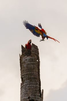 parrot photo