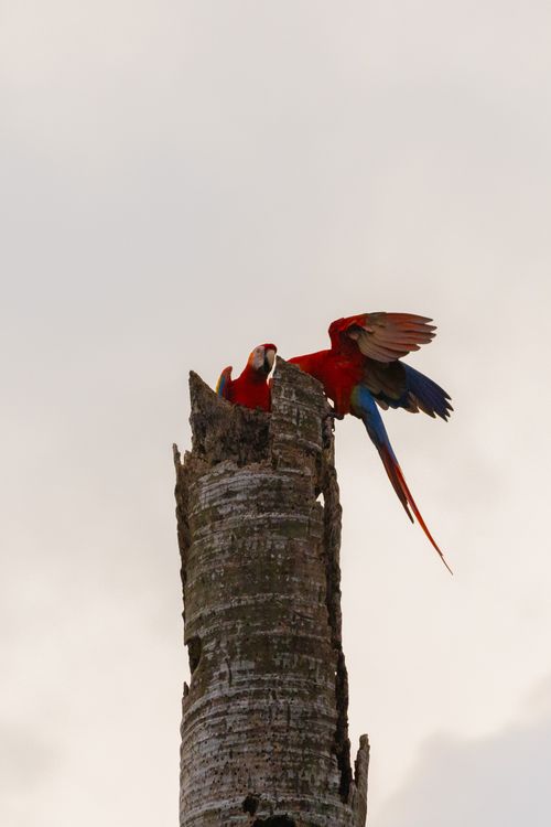 Free Scarlet macaw on tree trunk with wings spread against a cloudy sky. Stock Photo
