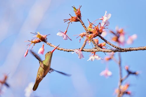 Hummingbird Among Pink Blossoms 