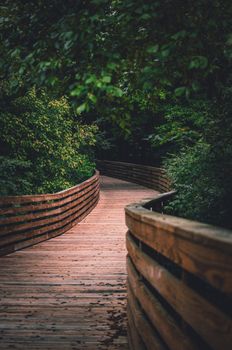 A tranquil wooden footbridge winds through a lush, green forest, perfect for nature walks and relaxation.