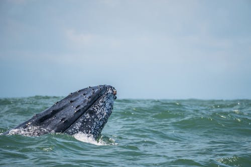 Ballena jorobada