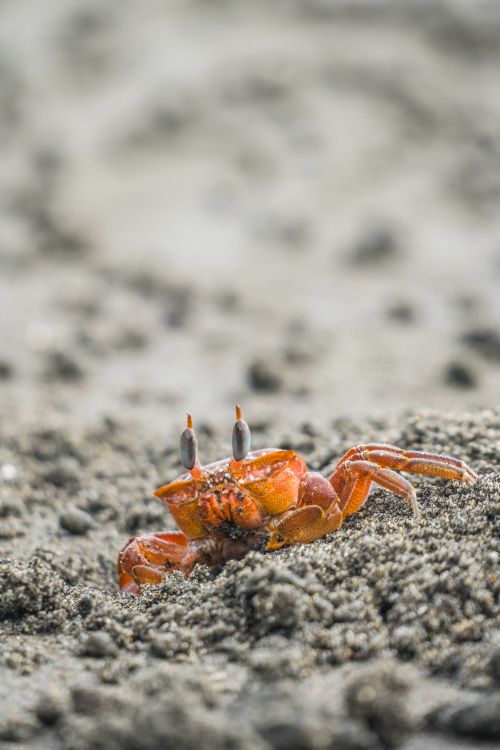 Free Detailed close-up of a vibrant orange crab on the sandy beach of Bahia Malaga, Colombia. Stock Photo