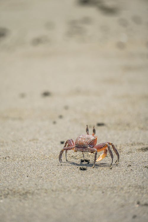 Close-up of a Crab Walking on a Beach 
