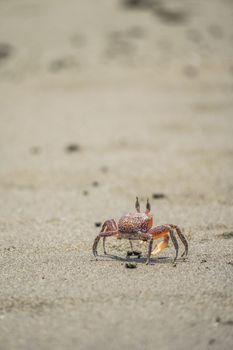 crab photo