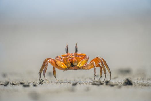 A detailed capture of a crab on Bahia Malaga beach, Colombia, highlighting its natural habitat.
