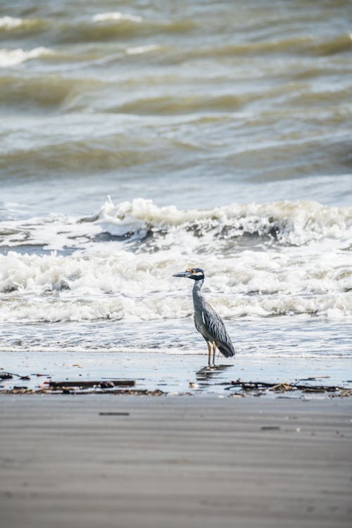 동물 사진, 모래, 바다의 무료 스톡 사진
