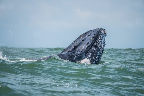 Whale in Nature