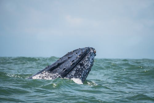 고래, 바다 동물, 범고래의 무료 스톡 사진