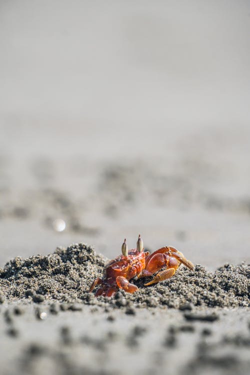 Close-up of a Red Crab on a Beach 