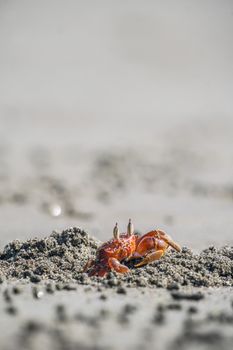 crab photo