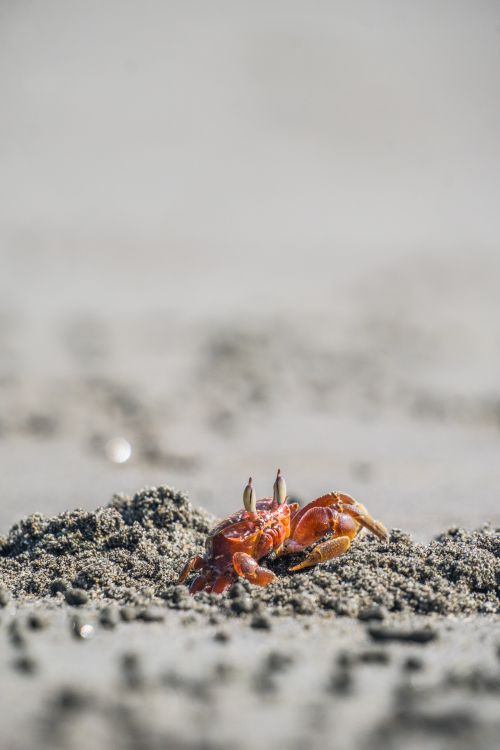 Free Vibrant crab emerging from sand on Bahia Malaga beach, showcasing sea life in Colombia. Stock Photo