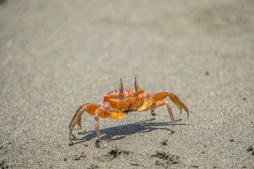 Crab on a Beach 