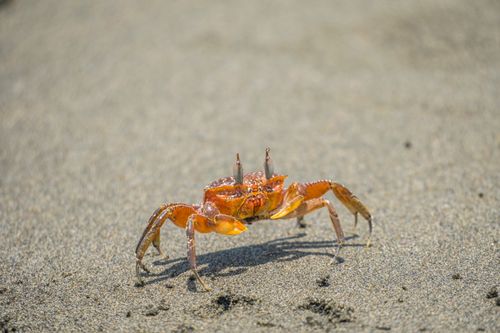 Free Close-up of an orange crab on Bahia Malaga beach, Colombia. Perfect for wildlife themes. Stock Photo