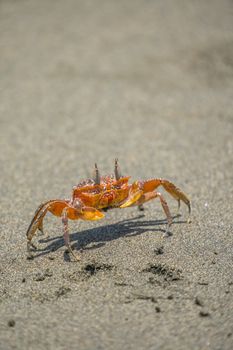 Closeup of a vibrant crab on the sands of Bahia Malaga, Colombia, showcasing wildlife in a tropical setting.
