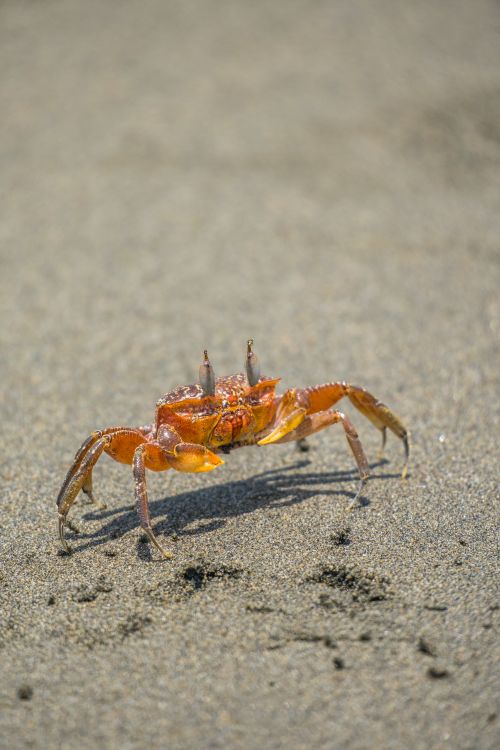 Free Closeup of a vibrant crab on the sands of Bahia Malaga, Colombia, showcasing wildlife in a tropical setting. Stock Photo
