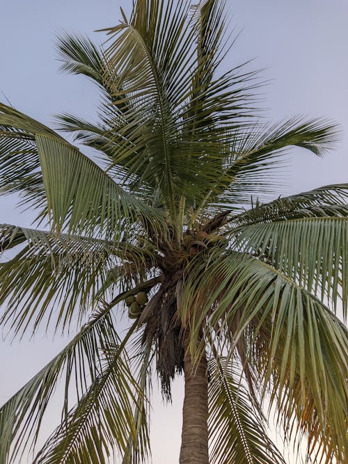 Kostnadsfri bild av grenar, kokosnöt, lågvinkelfoto