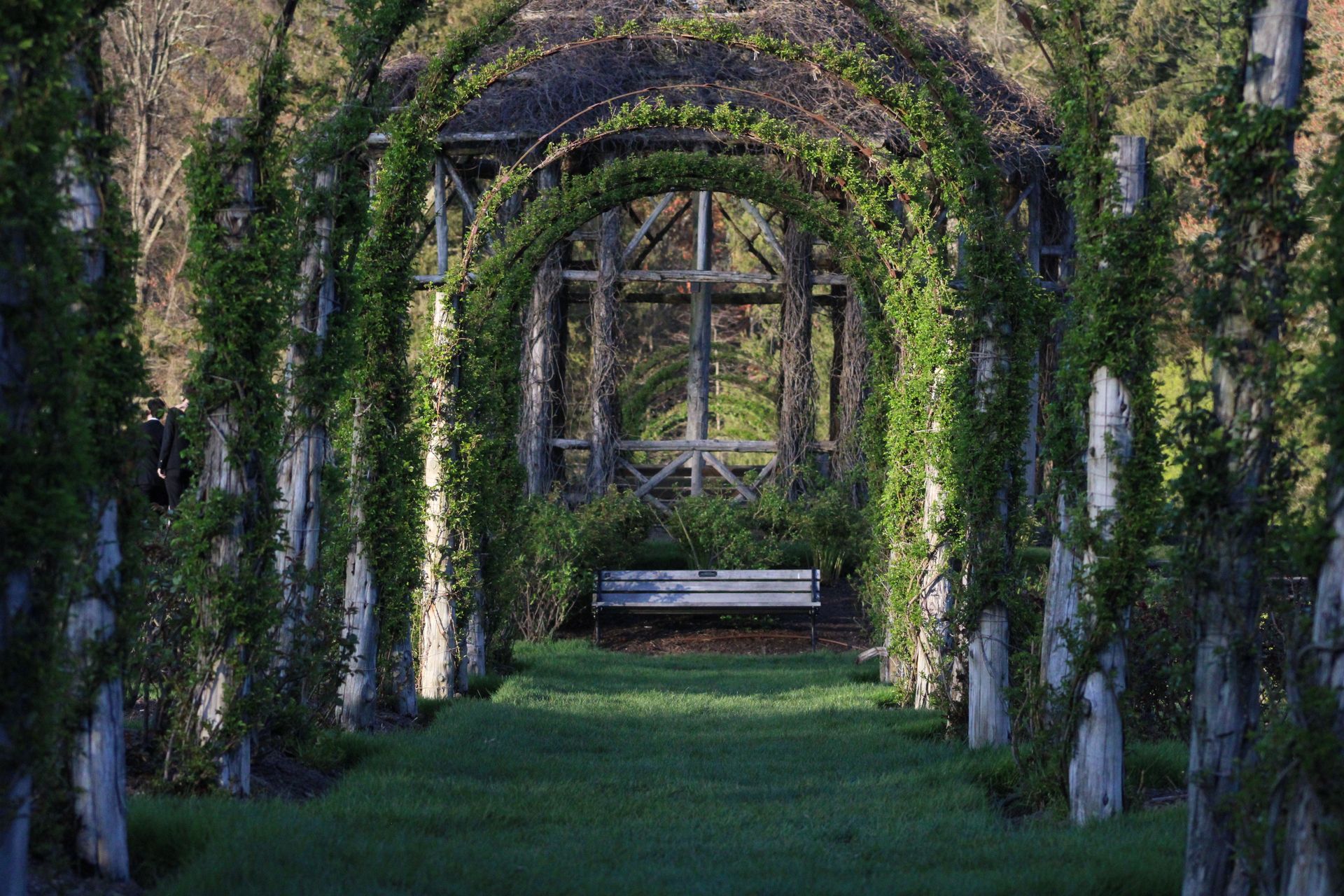 Pergola Overgrown with Ivy