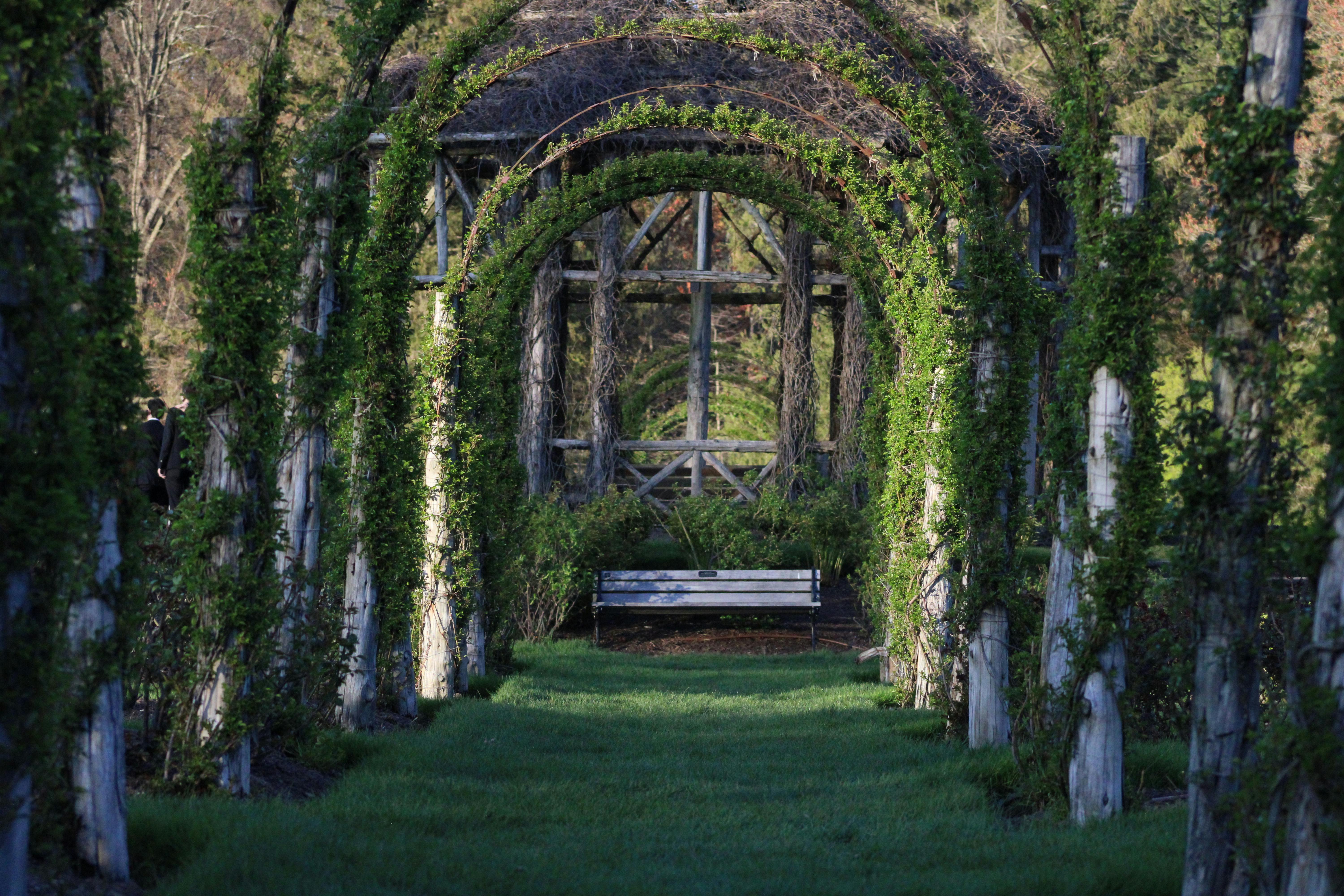 Pergola Overgrown with Ivy · Free Stock Photo