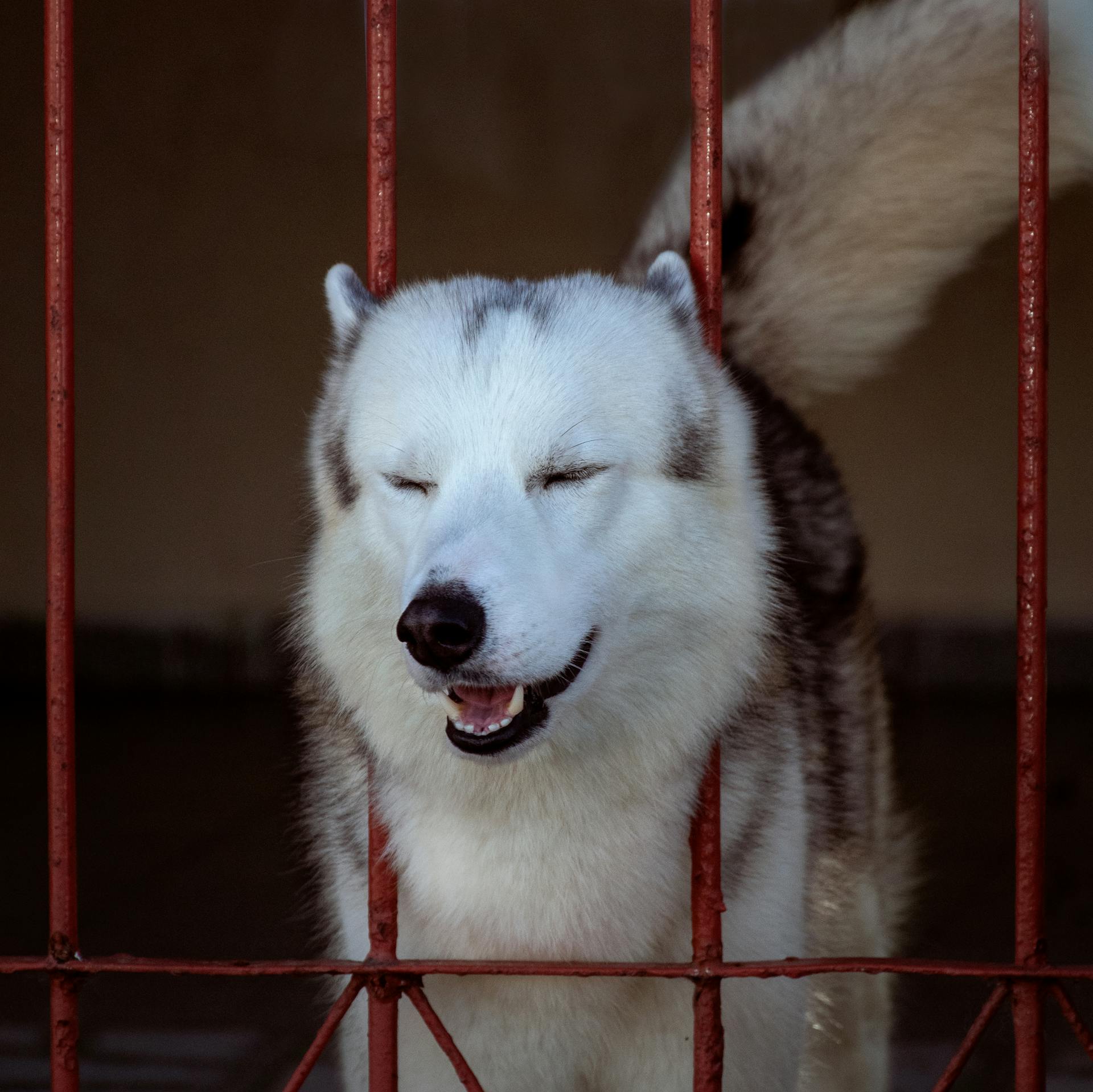 Husky Standing with Head between Bars