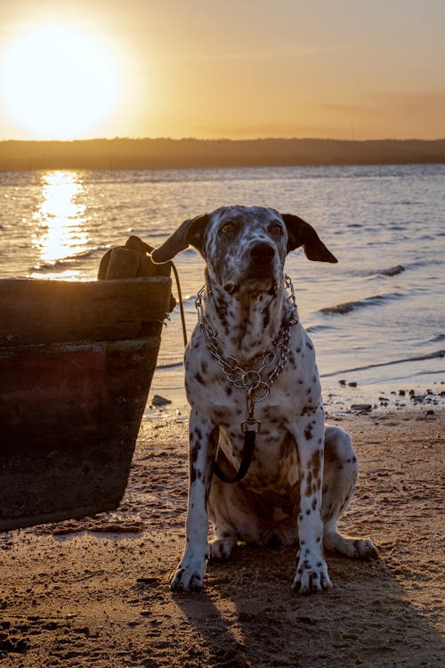 Gratis Immagine gratuita di animali domestici, barca, cane Foto a disposizione