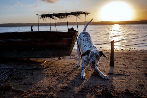 Dalmatian Dog on Beach