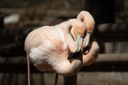 Free Two pink flamingos standing closely together in captivity, captured in natural light. Stock Photo