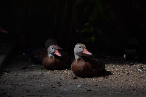 Free Familia Patos  Stock Photo