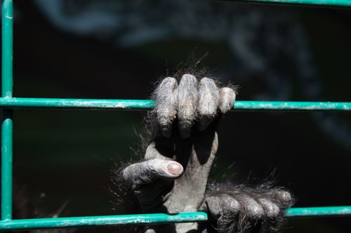Free Mono Mano  Stock Photo