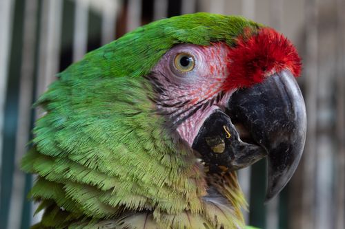 Free A vibrant close-up of a Military Macaw (Ara militaris) showcasing its colorful plumage in Sinaloa, Mexico. Stock Photo