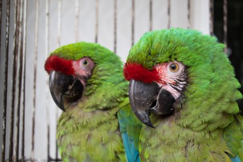 Free Guacamaya Verde  Stock Photo