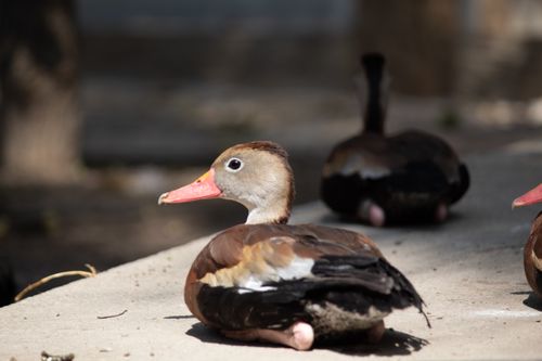 Free Pato  Stock Photo