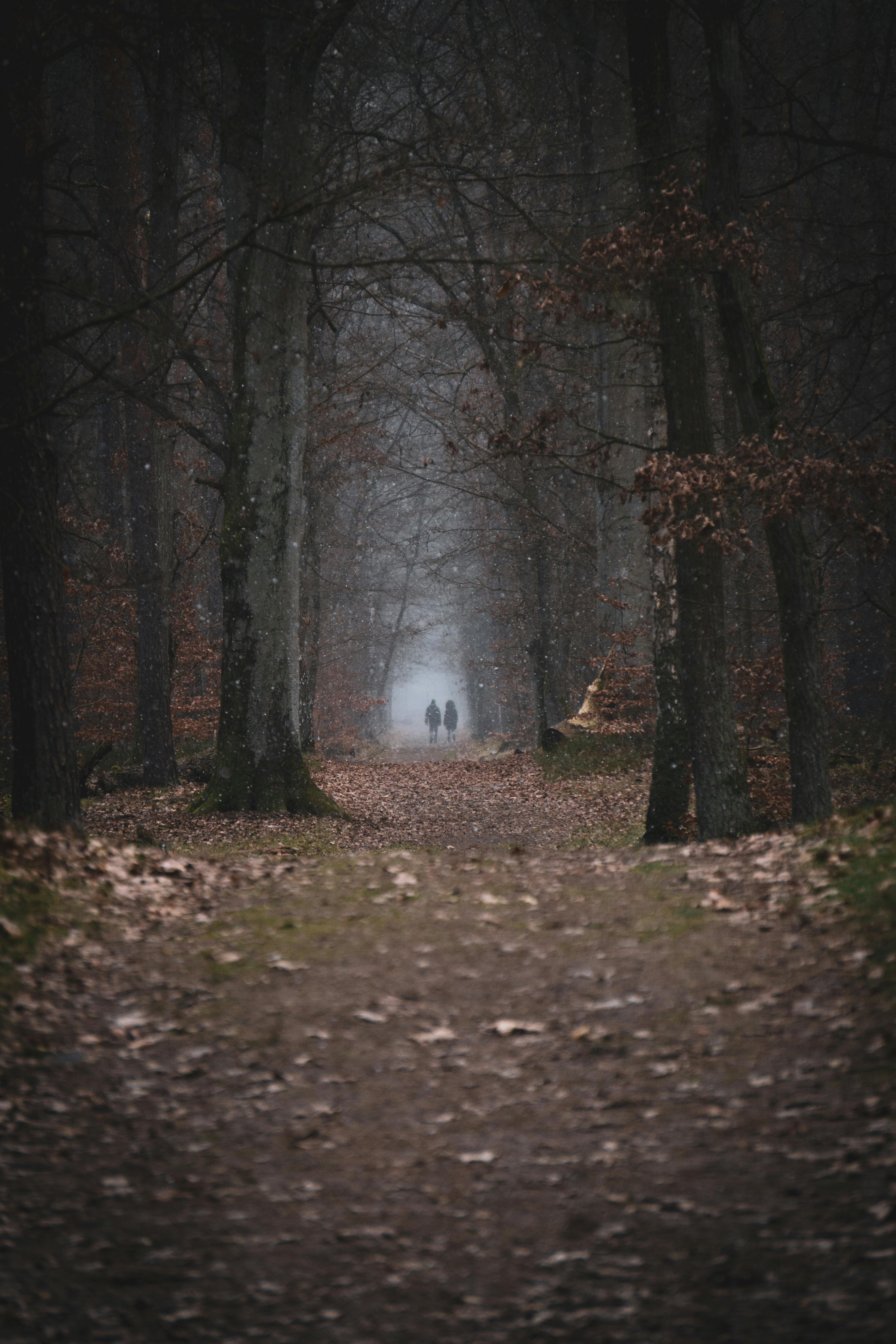 Moody forest scene with a leaf-covered path and two figures in the distance, evoking mystery.