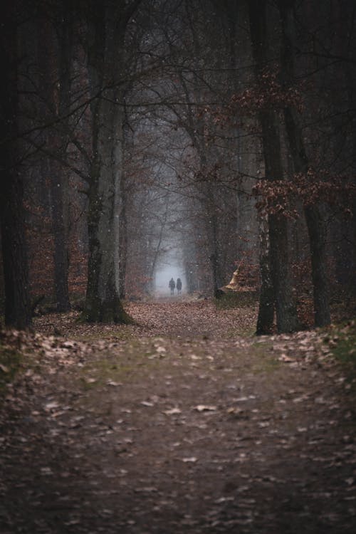 Kostenloses Stock Foto zu bäume, fußweg, natur