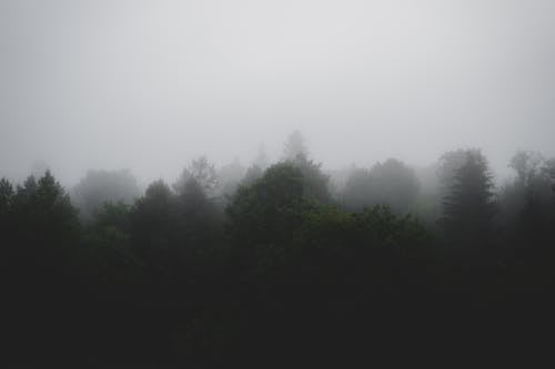 Fog Covering Conifer Forest