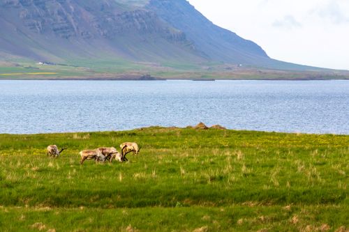 Free Icelandic Wild life Stock Photo
