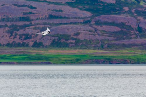 Free A majestic arctic tern soaring over a tranquil Icelandic lake with lush hills in the background. Stock Photo