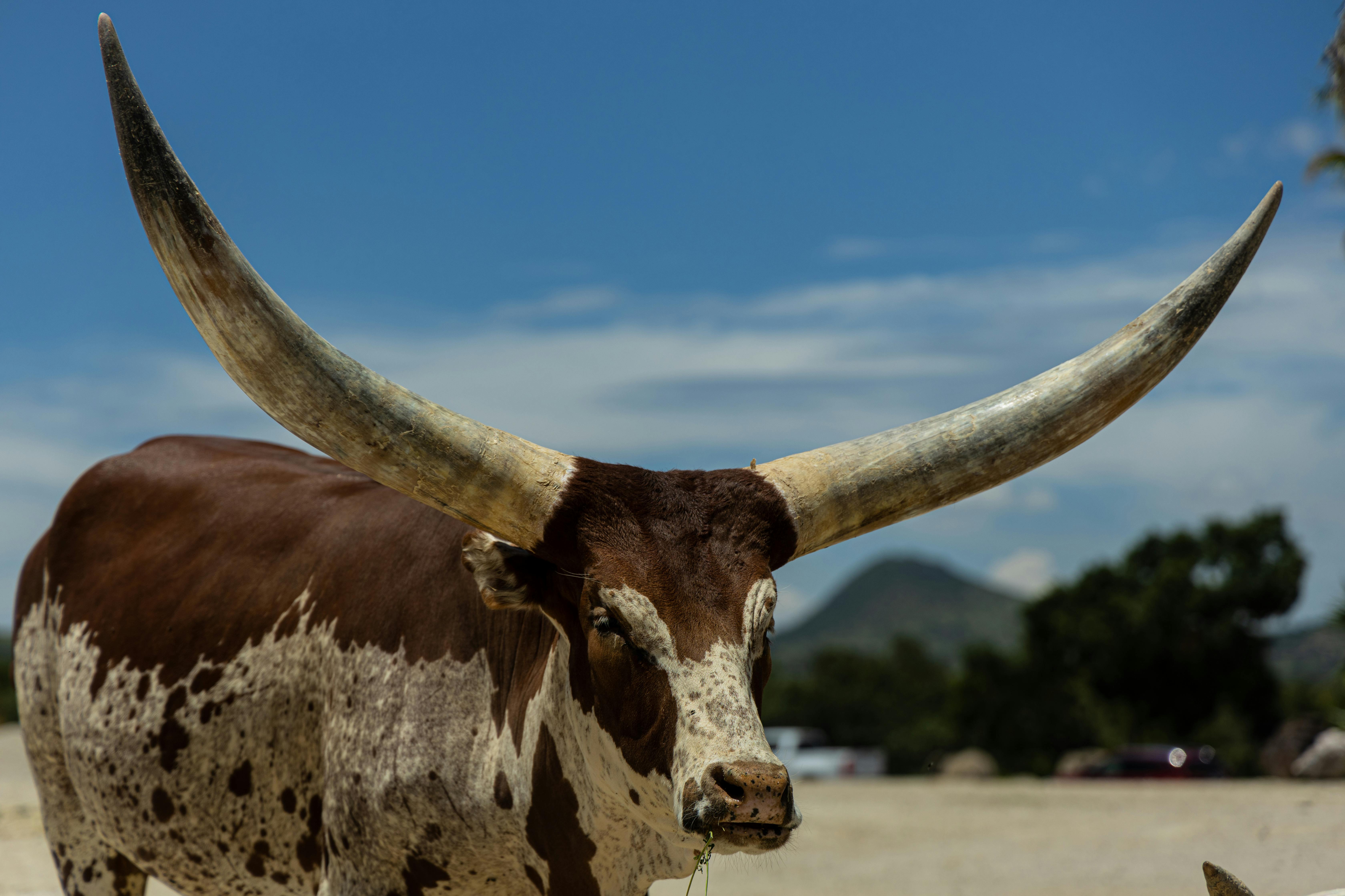 Big Horn Outdoor Adventure Show - Spokane and North Idaho community calendar - The Spokesman — Photo by Ivan Guzman on Pexels