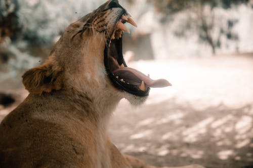 Yawning Lioness on the Savannah