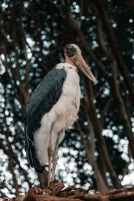 Close-up of a marabou stork perching on a tree in Puebla de Zaragoza, Mexico.