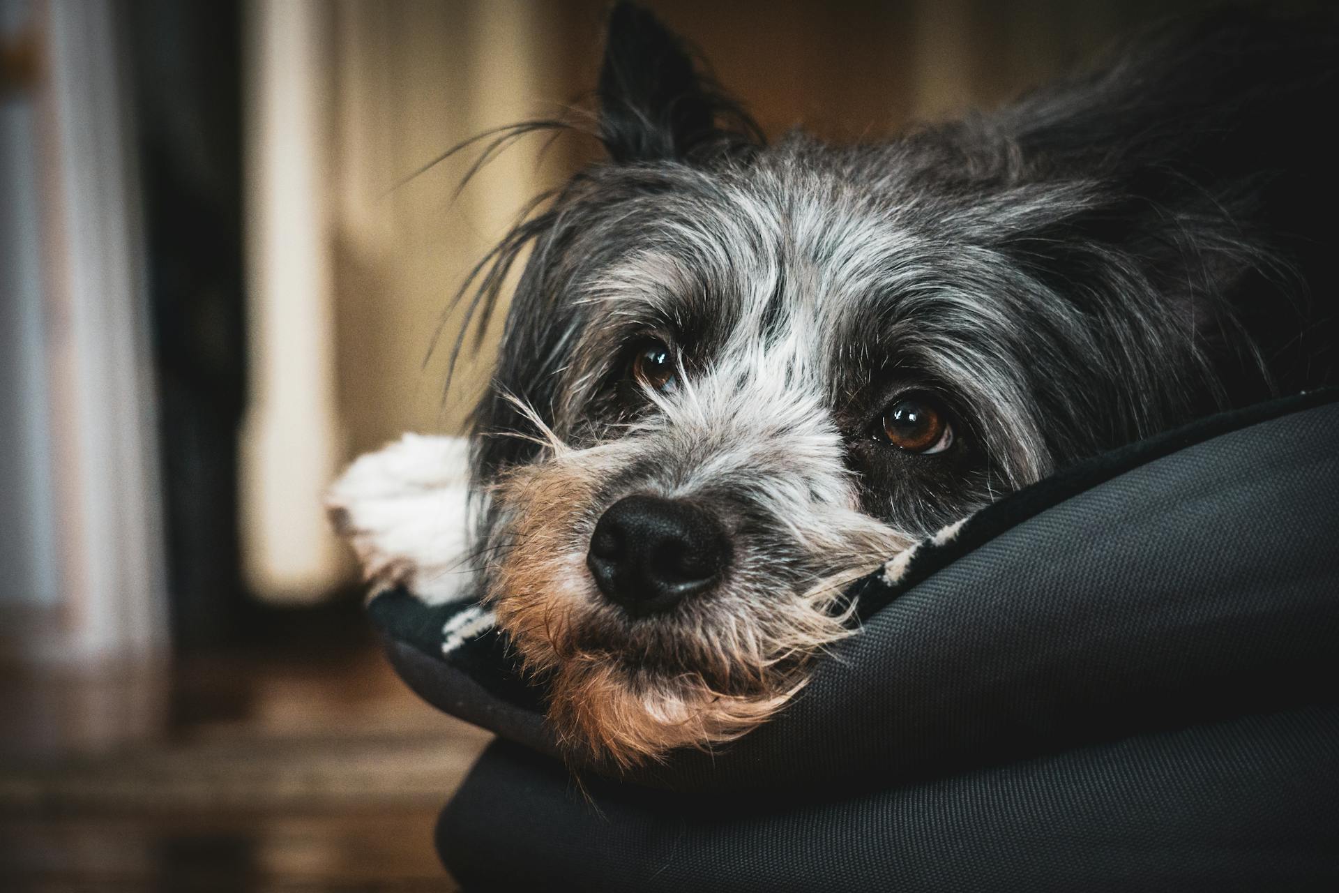 A close-up shot of a relaxed mixed breed dog resting indoors, showcasing its fluffy fur and gentle eyes.