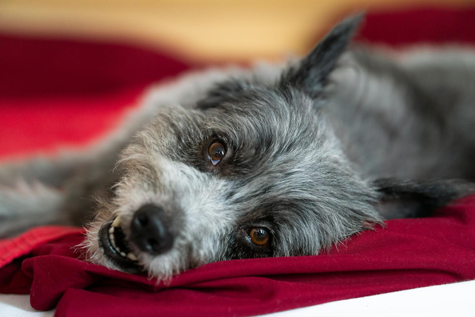 Grey Dog on a Red Blanket