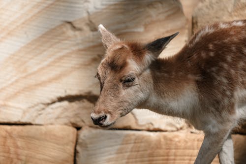 Deer Fawn in Nature