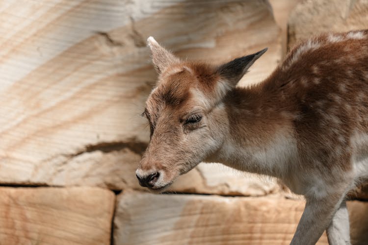 Deer Fawn In Nature