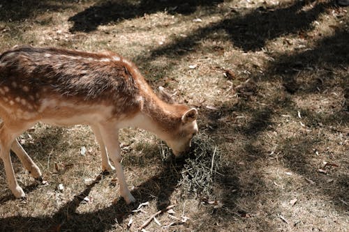 Photos gratuites de animal, cerf, champ