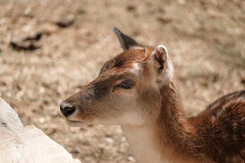 Head of Deer